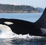 Красивые фото косатки-кита убийцы (70 фото)