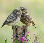 Милые фотографии любви птиц