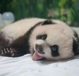 Милые детеныши панд (68 фото)