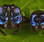 Самые красивые насекомые в мире (30 фото)