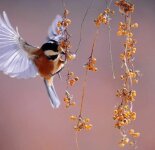 Красивые фото птиц в полете (96 фото)