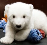 Позитив дня! Белый медвежонок Flocke (18 фото)