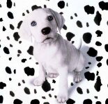 Подборка фотографий с милыми щенятами (83 фото)