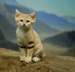 Барханный кот (9 фото)