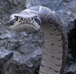 Классные трости в виде змей (9 фото)