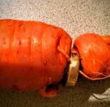 Морковь вернула пенсионеру обручальное кольцо (2 фото)