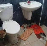 Не стоило запирать собаку в ванной (3 фото)