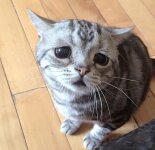 Очень грустный котик (14 фото)