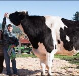 Самый высокий бык в мире (6 фото)