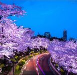 Весна в Японии (16 фото)