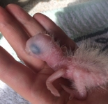 Изменения попугая ара за 2 месяца после рождения (23 фото)