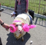 Конкурс на самую красивую овцу в Дагестане (5 фото)