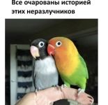 Про любовь двух попугаев (8 фото)
