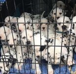 Собака родила 18 щенков (16 фото)