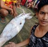 Житель Филиппин поймал огромного кальмара (5 фото)