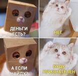 Мемы с котами (12 фото)