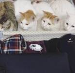 Коты и чемоданы (38 фото)