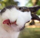 Кролики показывают язык (17 фото)