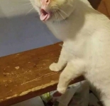 Подборка мемов про кашлящуего кота (31 мем)