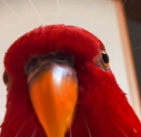 Подборка мемов про красного попугая (43 мема)