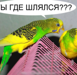 Подборка мемов про попугаев (42 мема)