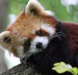 Подборка фотографий с красивыми красными пандами (63 фото)