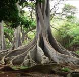 Подборка фотографий дерева Сейба великолепная (68 фото)