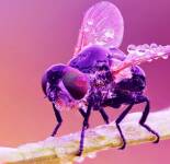 Подборка фотографий красивых фотографий с мухами (73 фото)
