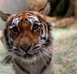 Подборка фотографий с красивых фотографий с тиграми (70 фото)