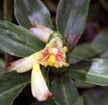 Подборка фотографий с красивым растением Костус прекрасный (55 фото)