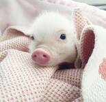 Подборка фотографий с красивыми и милыми хрюшками Mini-pig (50 фото)