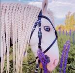 Подборка фотографий с красивыми и милыми лошадками (80 фото)
