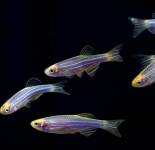 Подборка фотографий с красивыми и разноцветными рыбками Данио (70 фото)