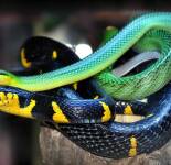 Подборка фотографий с красивыми не ядовитыми змеями (66 фото)