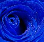 Подборка фотографий с красивыми синими цветами (66 фото)
