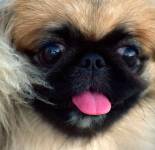 Подборка фотографий с красивыми собачками породы пикинес (54 фото)