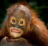 Подборка фотографий с милыми и красивыми орангутангами (78 фото)