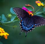 Подборка фотографий с самыми красивыми бабочками (82 фото)