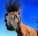 Прикольные и смешные фото лошадей