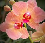 Подборка красивых картинок с орхидеями кораллового цвета
