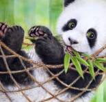 Подборка красивых обоев с смешными и неуклюжими пандами
